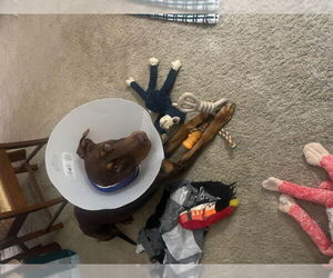 Doberman Pinscher Dogs for adoption in San Diego, CA, USA