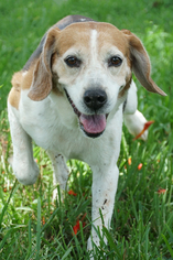 Beagle Dogs for adoption in Miami, FL, USA