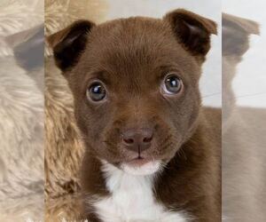 Labrador Retriever-Unknown Mix Dogs for adoption in Kennesaw, GA, USA