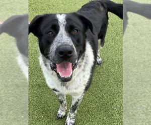 Labrador Retriever Dogs for adoption in Fayetteville, NC, USA