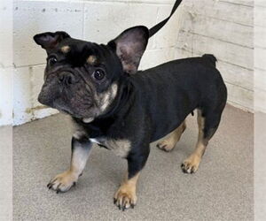 French Bulldog Dogs for adoption in San Bernardino, CA, USA