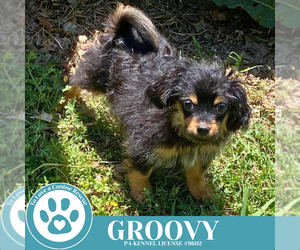 Chihuahua Dogs for adoption in Kimberton, PA, USA