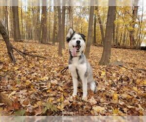 Alaskan Husky Dogs for adoption in Mahwah, NJ, USA