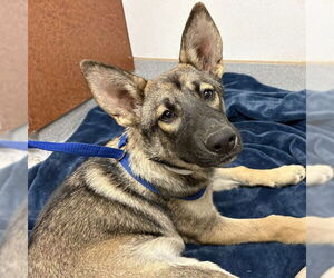 German Shepherd Dog-Unknown Mix Dogs for adoption in Rancho Cucamonga, CA, USA