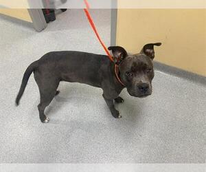 Mutt Dogs for adoption in Orange, CA, USA