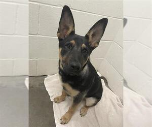 German Shepherd Dog Dogs for adoption in Rosenberg, TX, USA