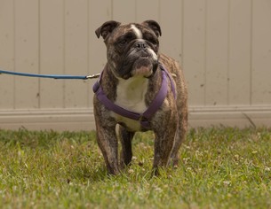 Bulldog Dogs for adoption in Hockessin, DE, USA