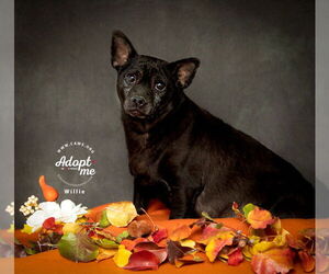 Chihuahua-Unknown Mix Dogs for adoption in Salt Lake City, UT, USA