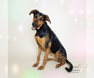 Doberman Pinscher Dogs for adoption in Corona, CA, USA