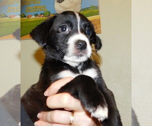 Boxador Dogs for adoption in Von Ormy, TX, USA