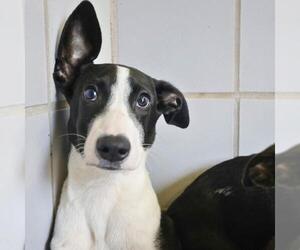 Mutt Dogs for adoption in San Antonio, TX, USA