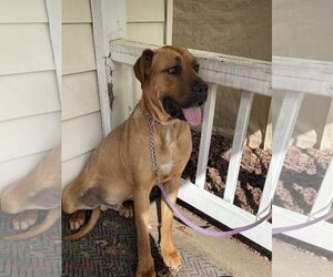 Daniff Dogs for adoption in Richmond, VA, USA