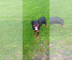 Rottweiler-Unknown Mix Dogs for adoption in Rockaway, NJ, USA