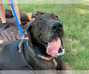 Great Dane Dogs for adoption in Bullard, TX, USA