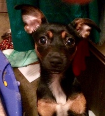 Medium Photo #1 Rat-Cha Puppy For Sale in San Antonio, TX, USA