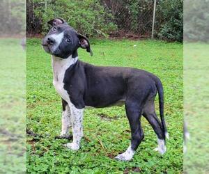Mutt Dogs for adoption in Tallahassee, FL, USA