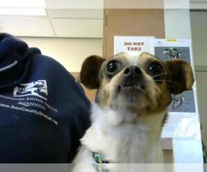 Chug Dogs for adoption in Sacramento, CA, USA