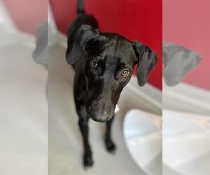 Shollie Dogs for adoption in Visalia, CA, USA