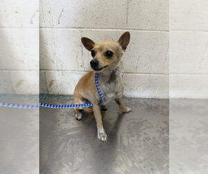 Chihuahua Dogs for adoption in San Bernardino, CA, USA