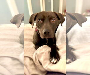 American Pit Bull Terrier Dogs for adoption in Holly Springs, NC, USA