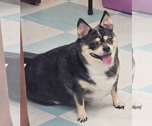 Chihuahua-Unknown Mix Dogs for adoption in Wetumpka, AL, USA