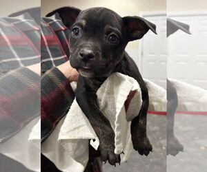 Mutt Dogs for adoption in Clarkston, MI, USA