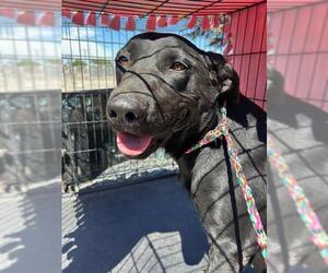 Lab-Pointer Dogs for adoption in Stockton, CA, USA