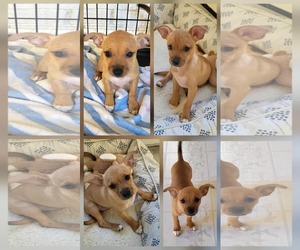 Chihuahua-Unknown Mix Dogs for adoption in New Castle, DE, USA