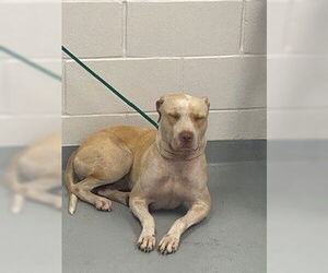 American Pit Bull Terrier Dogs for adoption in St. Cloud, FL, USA