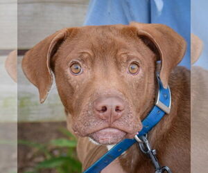 Boxer-Chocolate Labrador retriever Mix Dogs for adoption in Huntley, IL, USA