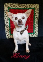 Chihuahua-Unknown Mix Dogs for adoption in Lytle, TX, USA