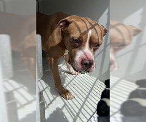 Staffordshire Bull Terrier-Unknown Mix Dogs for adoption in Houston, TX, USA