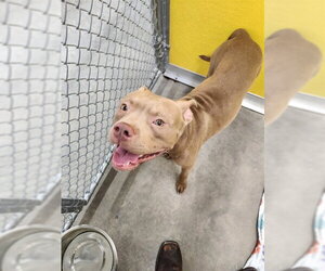 Mutt Dogs for adoption in Temple, TX, USA