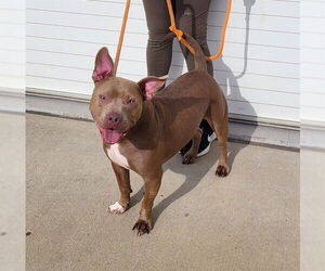 Mutt Dogs for adoption in Louisville, KY, USA