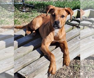 Labrador Retriever-Unknown Mix Dogs for adoption in Batavia, NY, USA