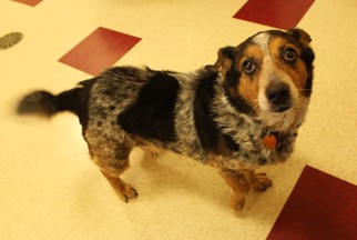 Pembroke Welsh Corgi Dogs for adoption in Waynesboro, PA, USA