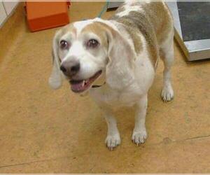 Beagle Dogs for adoption in Sacramento, CA, USA
