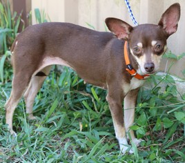 Chihuahua Dogs for adoption in Bandera, TX, USA