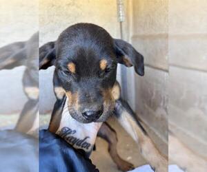 Mutt Dogs for adoption in Oklahoma City, OK, USA