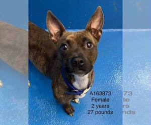 Medium Photo #1 Boston Terrier-Boxer Mix Puppy For Sale in Calgary, Alberta, Canada