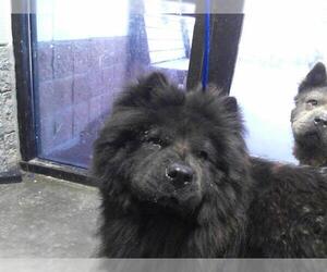 Chow Chow Dogs for adoption in Tulsa, OK, USA