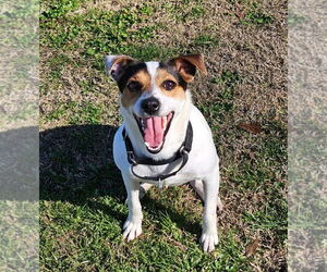 Rat Terrier-Unknown Mix Dogs for adoption in Oakhurst, NJ, USA