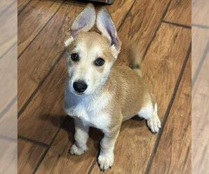Labrador Retriever-Unknown Mix Dogs for adoption in San Diego, CA, USA
