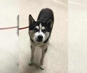 Siberian Husky Dogs for adoption in Riverside, CA, USA