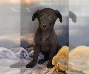 Medium Photo #2 Mutt Puppy For Sale in San Antonio, TX, USA