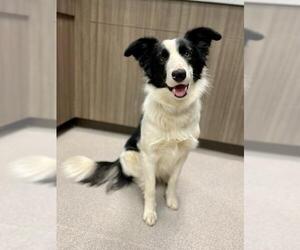 Border Collie Dogs for adoption in Fayetteville, GA, USA