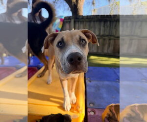 Mutt Dogs for adoption in Orlando, FL, USA