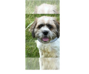 Shih Tzu-Unknown Mix Dogs for adoption in Greenbelt, MD, USA