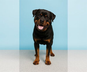 Rottweiler Dogs for adoption in Westminster, MD, USA