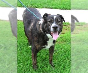 German Shepherd Dog-Unknown Mix Dogs for adoption in Thief River Falls, MN, USA